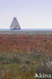 National Park Schiermonnikoog