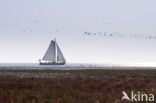 National Park Schiermonnikoog