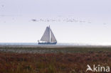 National Park Schiermonnikoog