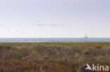 Nationaal park Schiermonnikoog