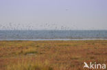 National Park Schiermonnikoog