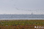 National Park Schiermonnikoog