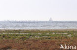 National Park Schiermonnikoog