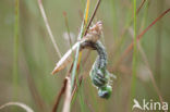 Subarctic Darner (Aeshna subarctica)