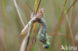 Noordse glazenmaker (Aeshna subarctica) 