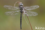 Noordse glazenmaker (Aeshna subarctica) 
