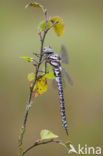 Subarctic Darner (Aeshna subarctica)