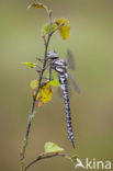 Noordse glazenmaker (Aeshna subarctica) 