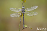 Noordse glazenmaker (Aeshna subarctica) 