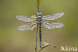 Noordse glazenmaker (Aeshna subarctica) 