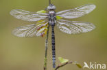 Noordse glazenmaker (Aeshna subarctica) 