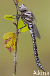 Noordse glazenmaker (Aeshna subarctica) 