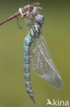 Subarctic Darner (Aeshna subarctica)
