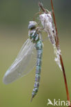 Subarctic Darner (Aeshna subarctica)