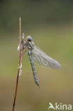 Subarctic Darner (Aeshna subarctica)