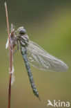 Subarctic Darner (Aeshna subarctica)
