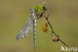 Noordse glazenmaker (Aeshna subarctica) 