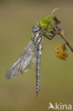 Noordse glazenmaker (Aeshna subarctica) 