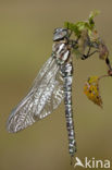 Noordse glazenmaker (Aeshna subarctica) 