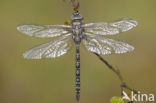 Subarctic Darner (Aeshna subarctica)
