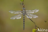 Subarctic Darner (Aeshna subarctica)