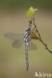 Noordse glazenmaker (Aeshna subarctica) 