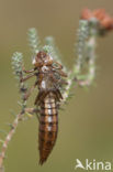 Subarctic Darner (Aeshna subarctica)