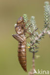 Noordse glazenmaker (Aeshna subarctica) 