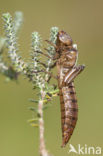 Noordse glazenmaker (Aeshna subarctica) 