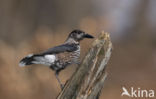 Eurasian Nutcracker (Nucifraga caryocatactes)