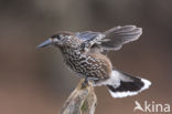 Eurasian Nutcracker (Nucifraga caryocatactes)