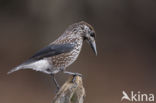 Eurasian Nutcracker (Nucifraga caryocatactes)