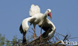 White Stork (Ciconia ciconia)