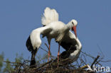 White Stork (Ciconia ciconia)