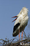 White Stork (Ciconia ciconia)
