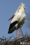 White Stork (Ciconia ciconia)