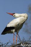 White Stork (Ciconia ciconia)