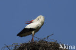 Ooievaar (Ciconia ciconia)