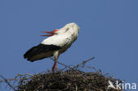 Ooievaar (Ciconia ciconia)