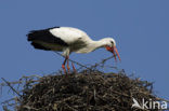 Ooievaar (Ciconia ciconia)