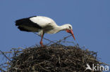 Ooievaar (Ciconia ciconia)