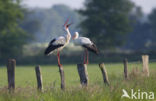White Stork (Ciconia ciconia)