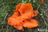 Orange Peel Fungus (Aleuria aurantiaca)