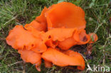 Oranje bekerzwam (Aleuria aurantiaca)