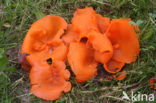 Orange Peel Fungus (Aleuria aurantiaca)