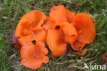 Oranje bekerzwam (Aleuria aurantiaca)