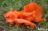 Orange Peel Fungus (Aleuria aurantiaca)