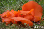 Oranje bekerzwam (Aleuria aurantiaca)