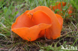 Orange Peel Fungus (Aleuria aurantiaca)