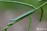 Orange-tip (Anthocharis cardamines)